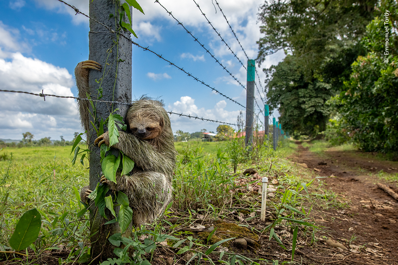 Sloth holds onto a post in a barbed wire fence.
