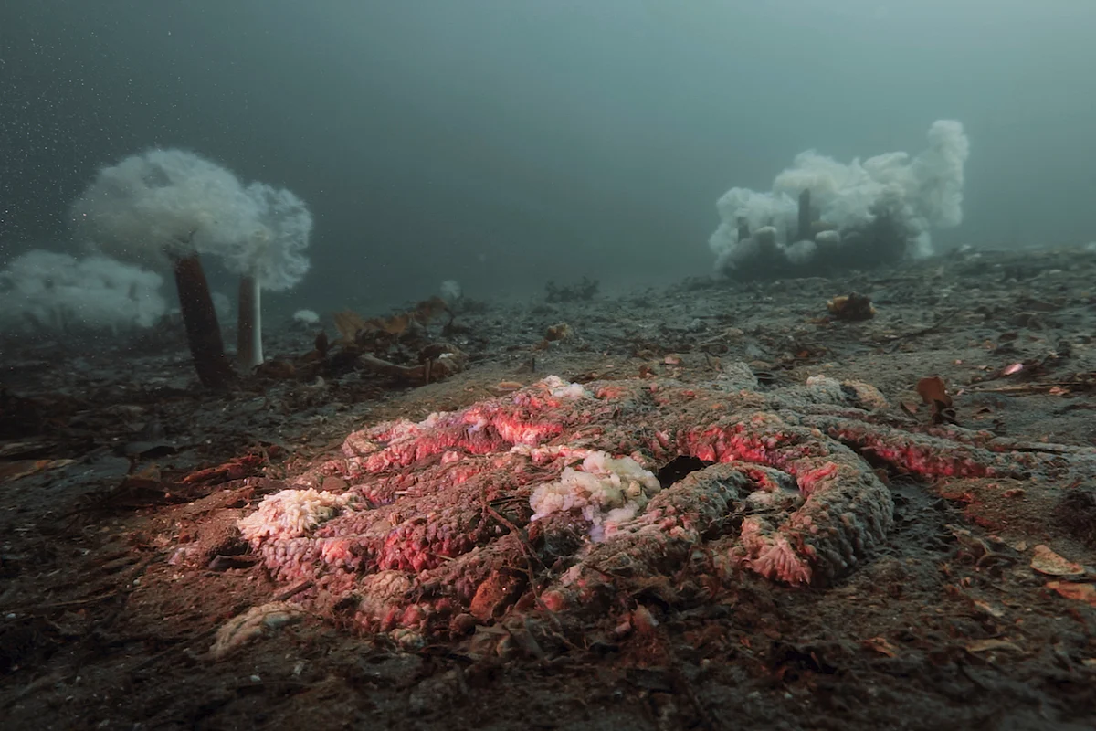 Scientists say they have solved the mystery of what killed over five billion starfish in North America