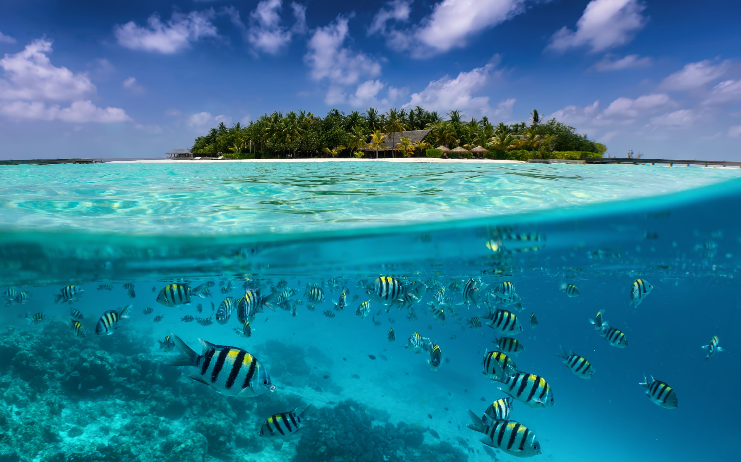 Oceans lag behind forests in Earth’s carbon fight
