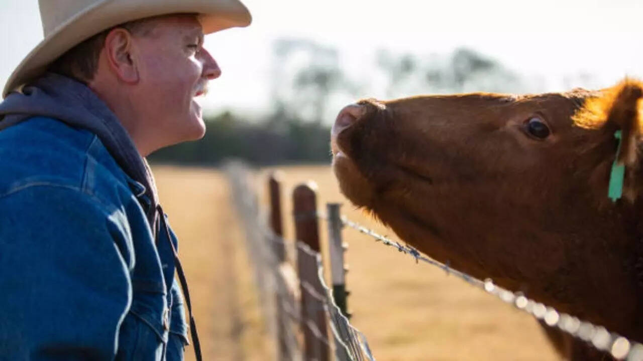 Image credits: Getty Images People in touch with farm animals can be vulnerable