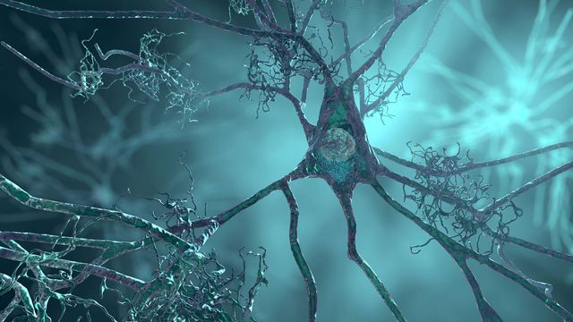Microglia Transplant Slows Neurodegeneration in Mice