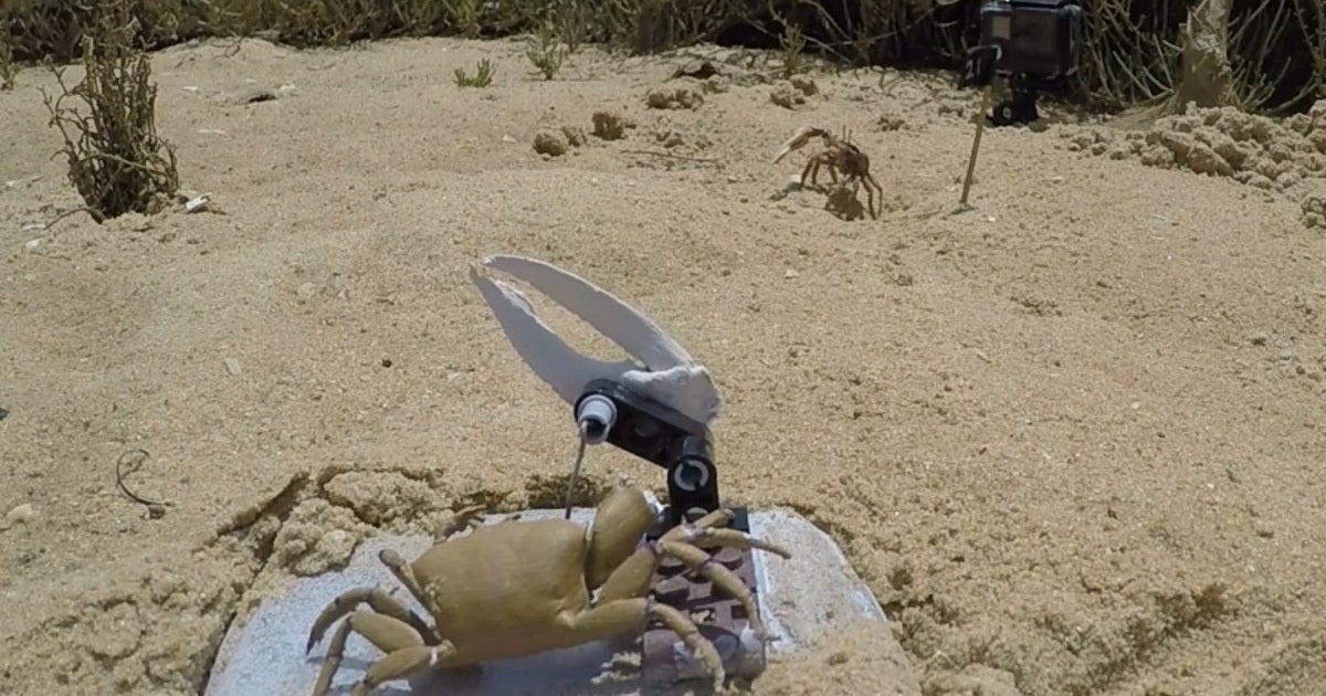 Robot Crab Meets Terrible Fate When Its True Nature Is Discovered by Real Crabs
