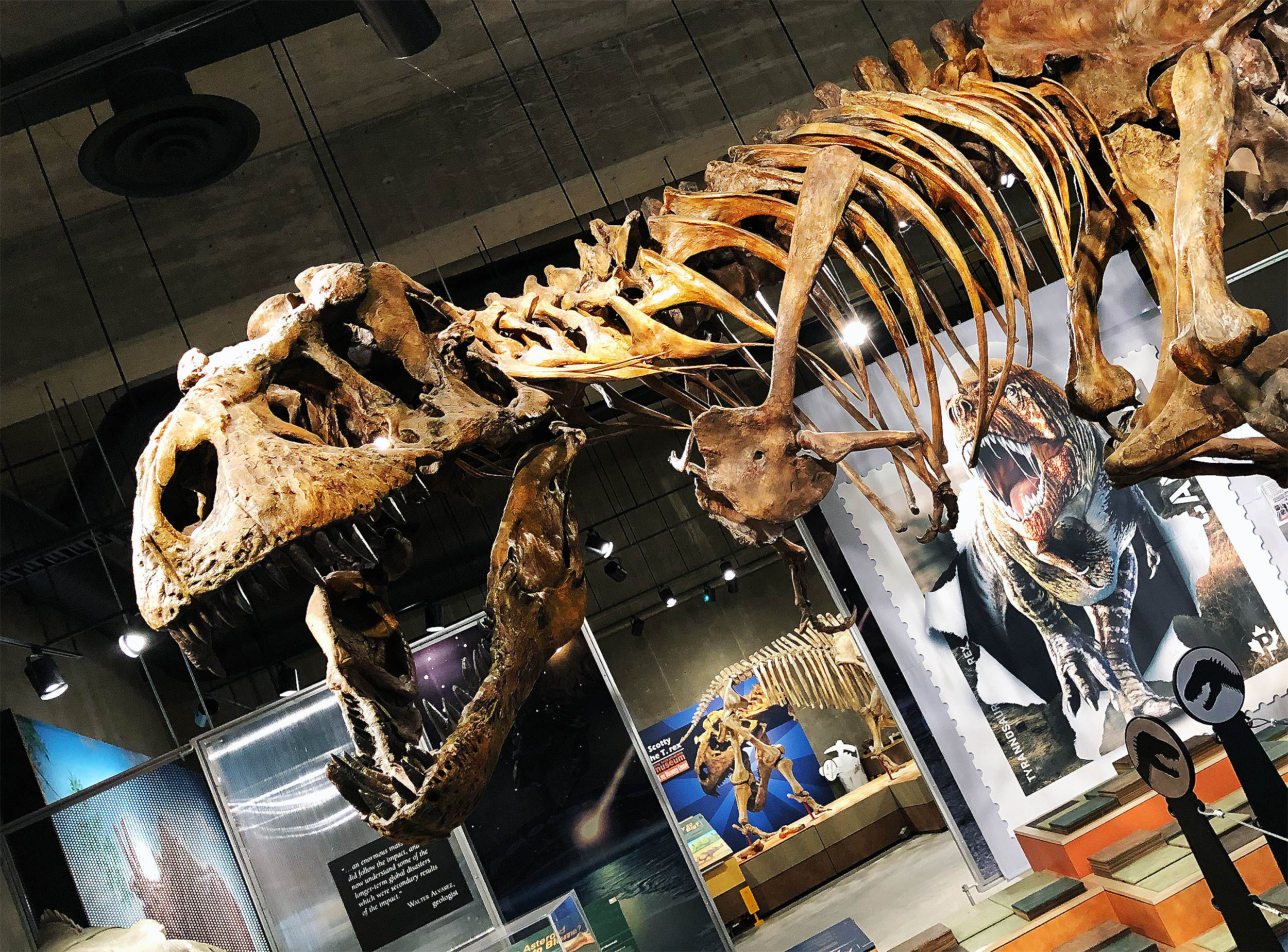 Preserved blood vessels found in the world’s largest T. rex skeleton