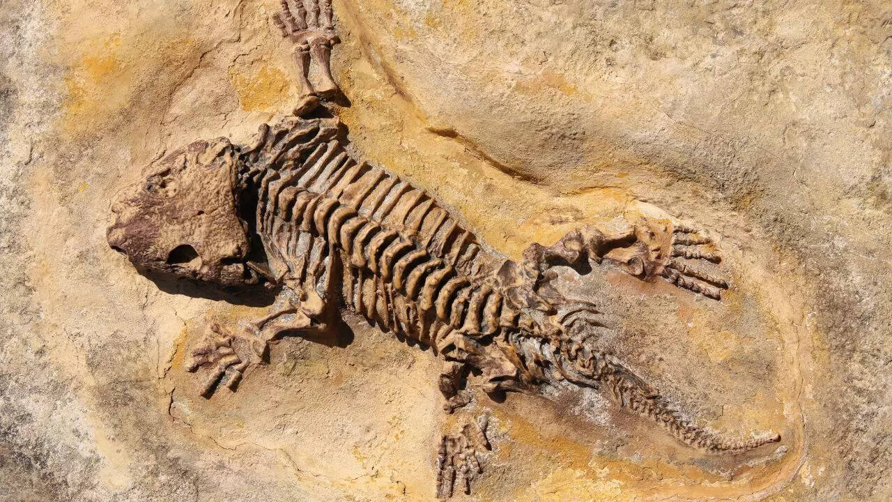 Seymouria baylorensis - cast of fossil Early Permian period