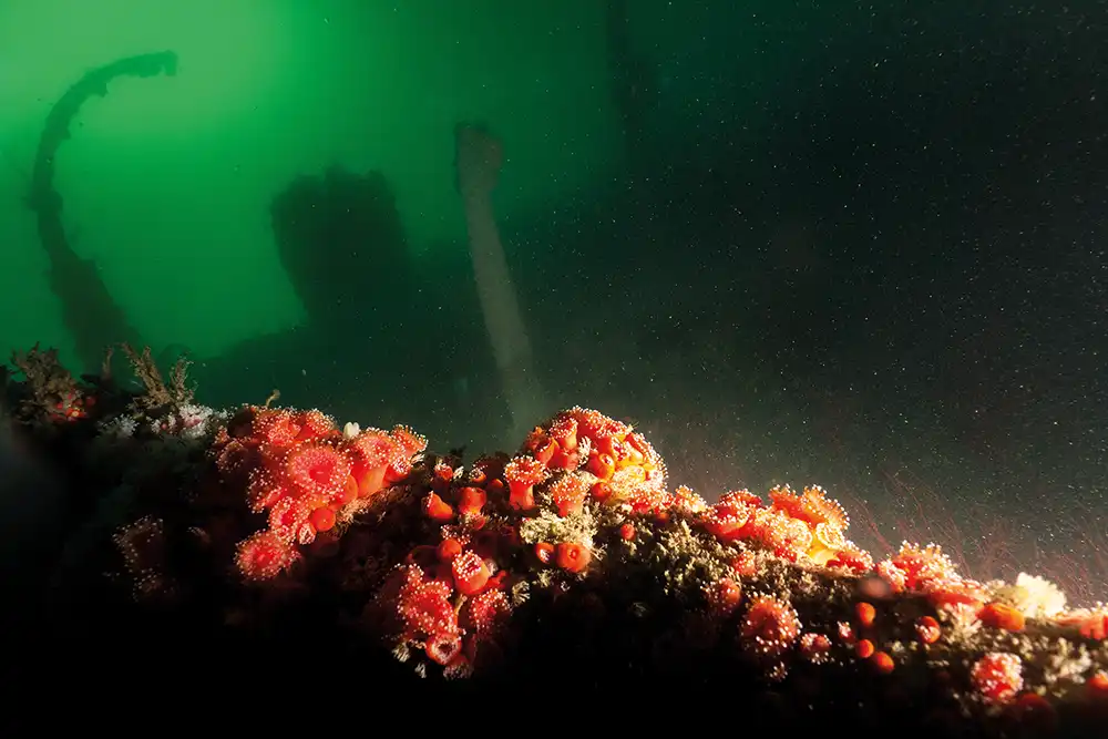 coral growing on the shipwreck of HMCS Yukon off San Diego