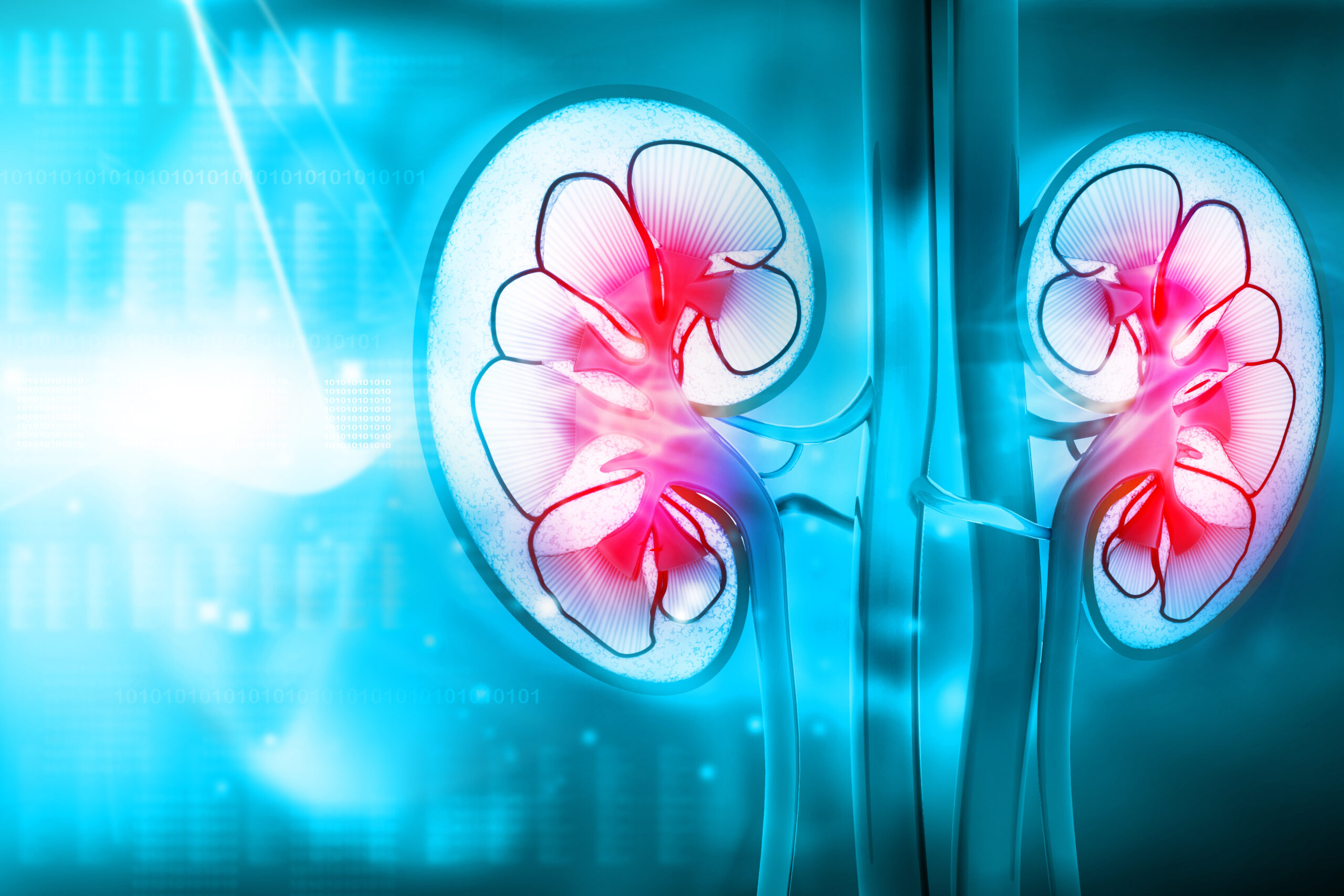 Kidney tumour organoids offer new drug testing platform