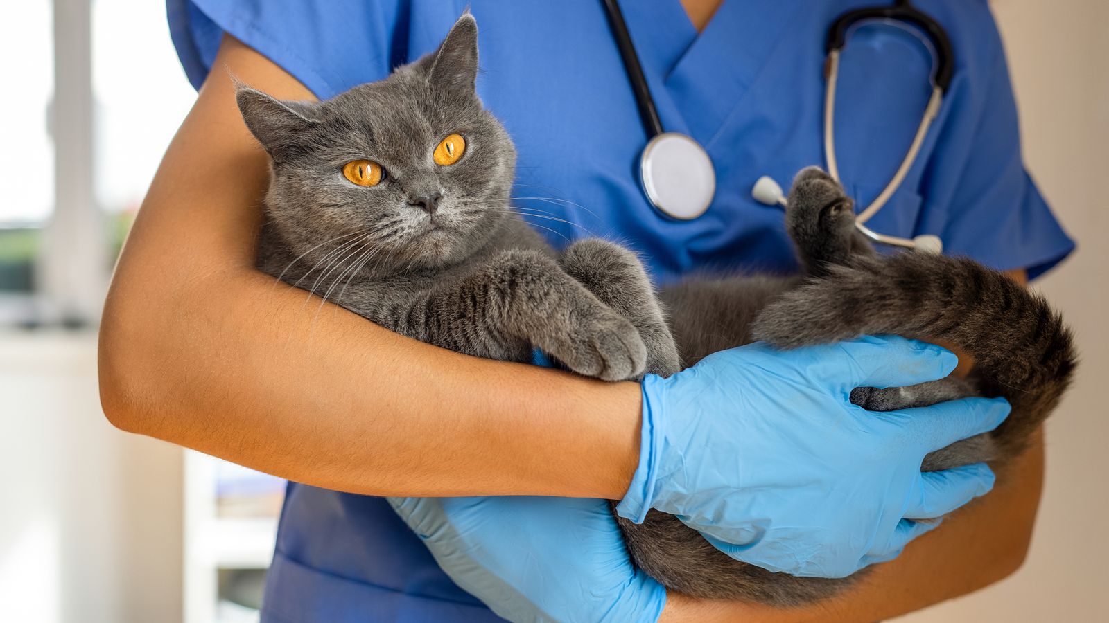 Cats develop dementia similarly to humans, study finds | UK News