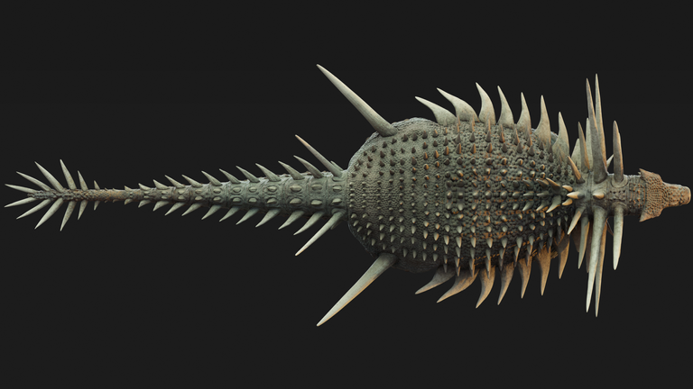 An artist's reconstruction of the Spicomellus from above. Pic: Matt Dempsey