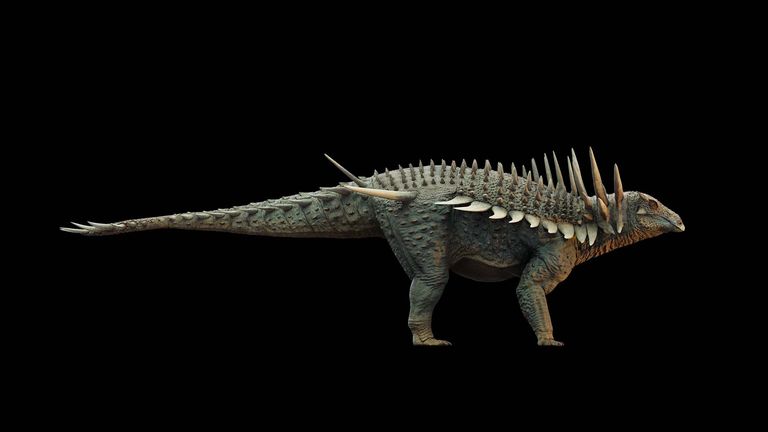 An artist's reconstruction of the Spicomellus from the side. Pic: Matt Dempsey