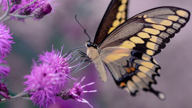 Nocturnal Moths and Bees Under Threat From Urbanization