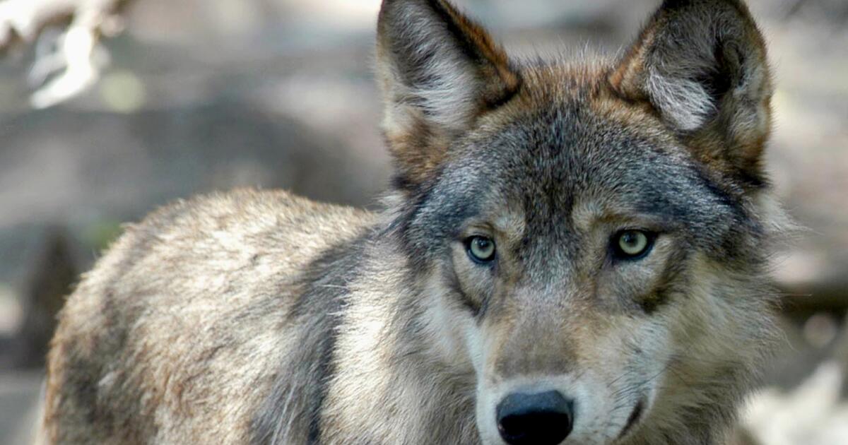 USDA using argument scene from “Marriage Story” to horrify wolves