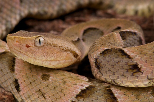 Countries of the Americas advance toward regional strategy to tackle the health threat from venomous animal accidents – PAHO/WHO