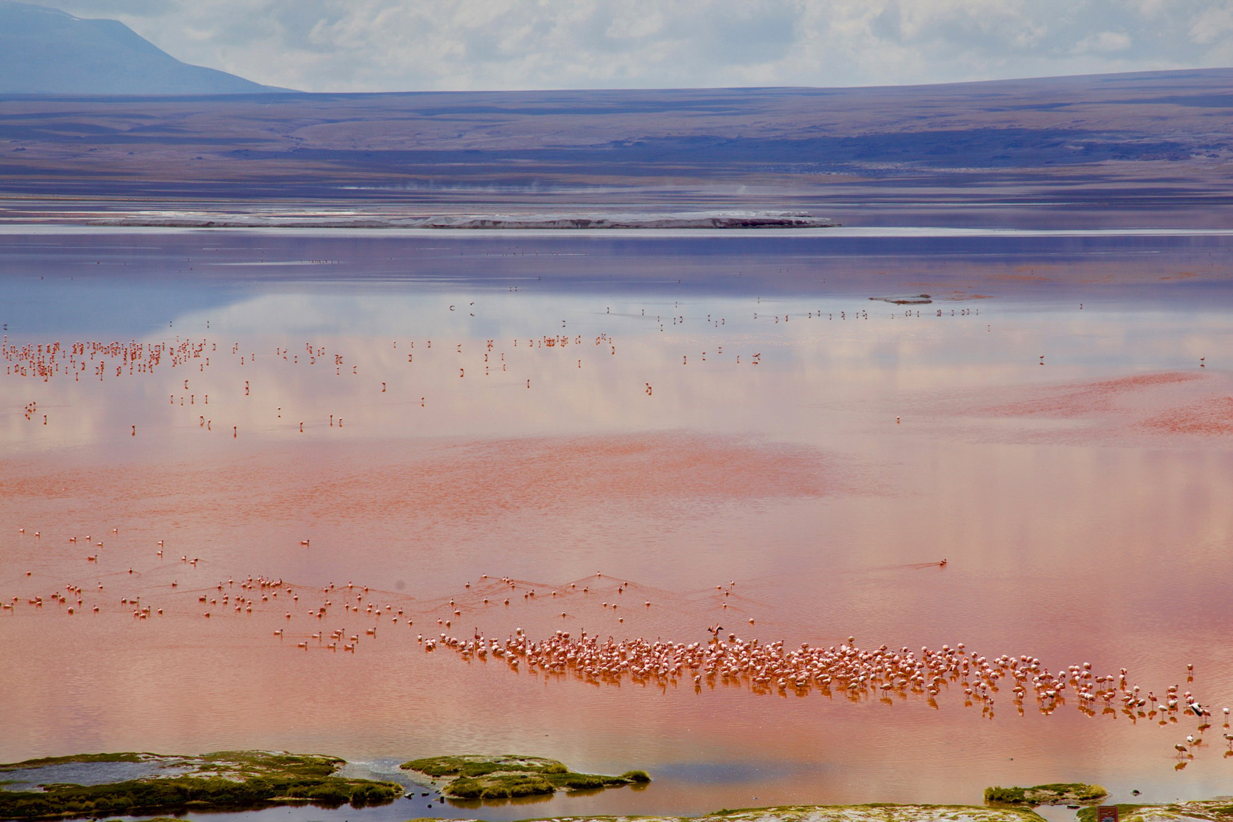 Flamingos in a pink lake.
