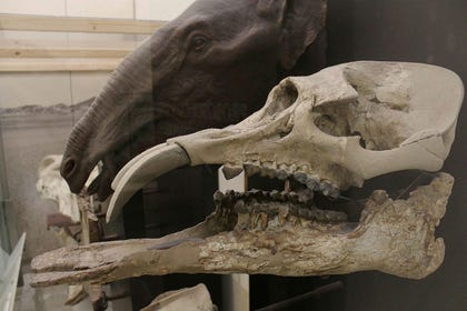 Skull of Phiomia serridens on display at the American Museum of Natural History. An early elephant relative