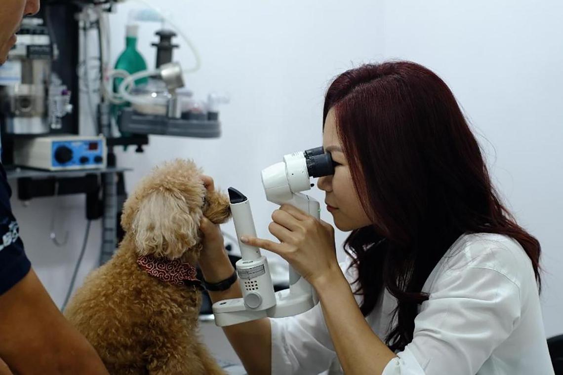 Vet Talk: Poor evidence supporting use of cataract-dissolving eye drops for dogs