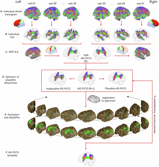 Anatomical insights into the superior longitudinal system from integrative in- vivo and ex-vivo mapping