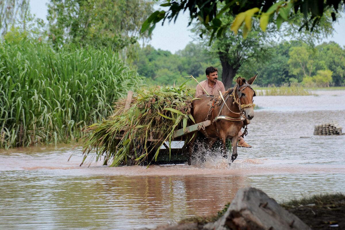 Pakistan’s Flash Floods Damage Rice, Sugar in Key Area