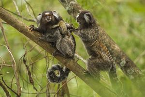Fast-growing brains may explain how humans — and marmosets — learn to talk