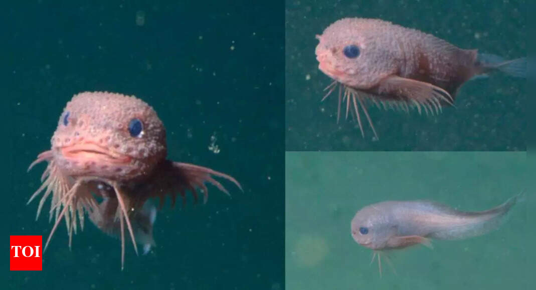 Scientists stunned by discovery of three never-before-seen snailfish in the Pacific Ocean |