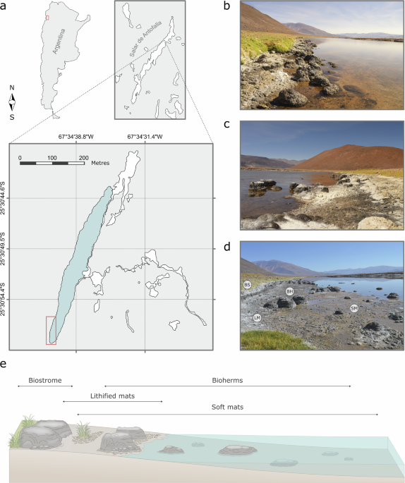 Seasonal biogeochemical variations in a modern microbialite reef under early Earth-like conditions