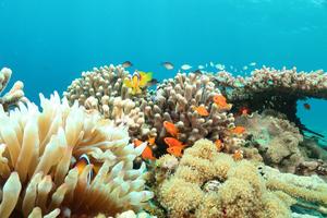 Gulf of Aqaba corals survive record-breaking heatwaves, offering hope amid global coral crisis