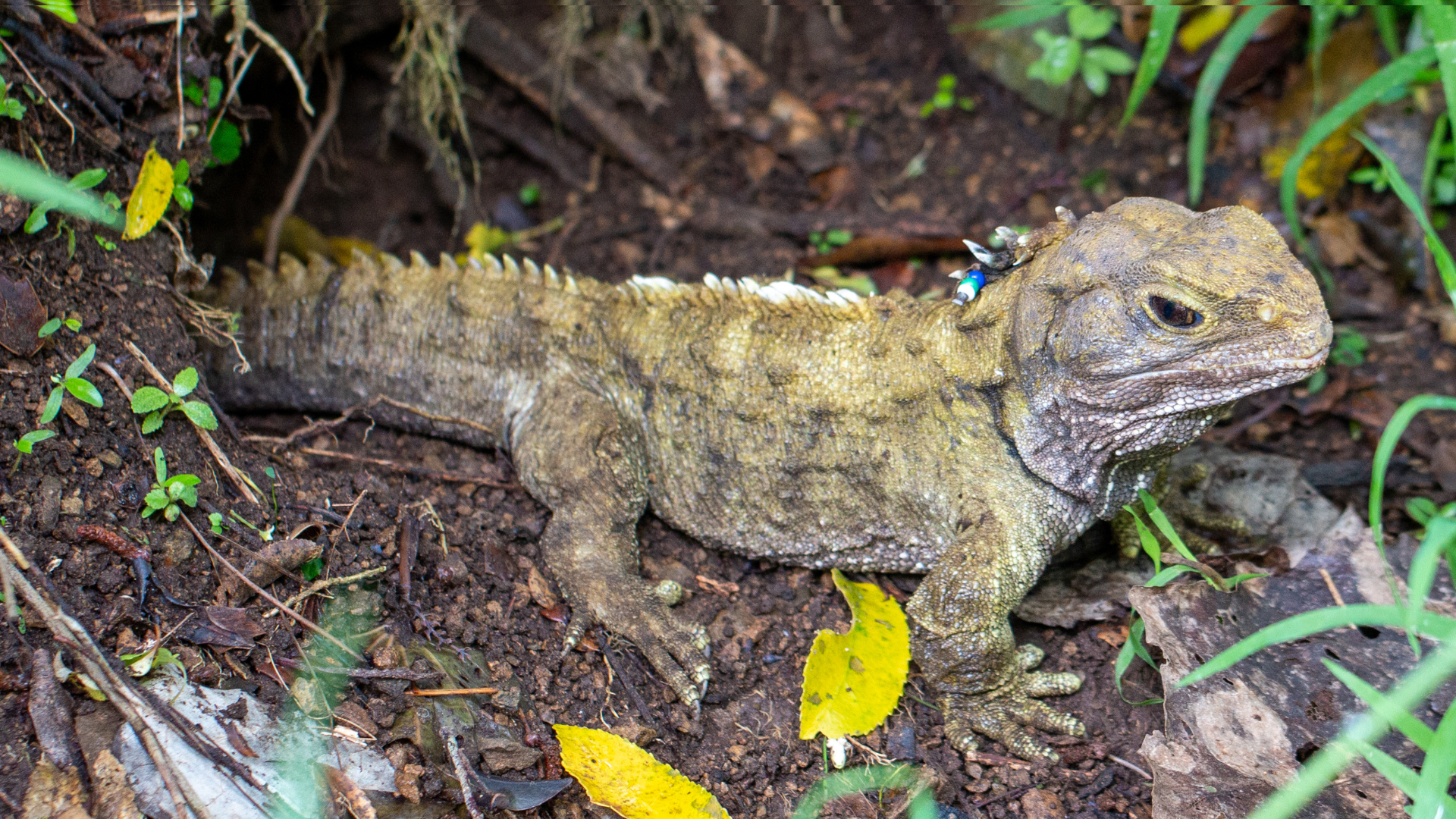 Tuatara