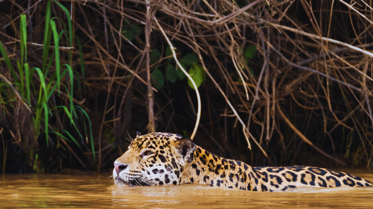 jaguar