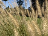 iPhone Air: 2x (f/1.6, ISO 32, 1/2747s)