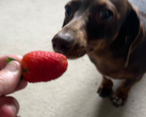 Willow, the official dog of the Guardian Thursday quiz with a strawberry