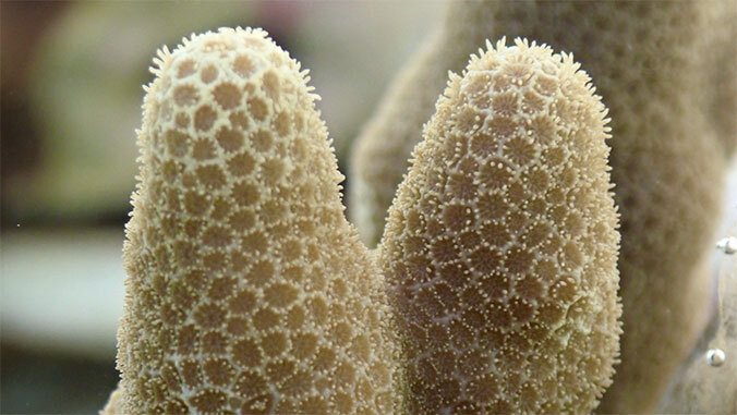 coral