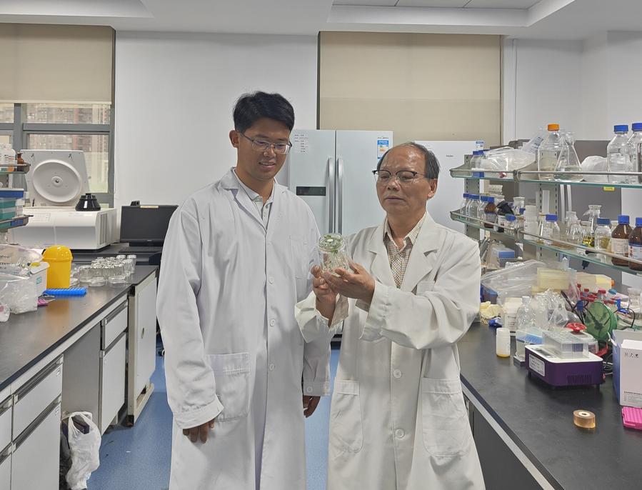 Chinese researchers identify a key gene to combat “cancer” in cruciferous crops-Xinhua