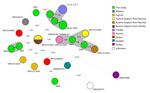 Minimum spanning tree based on whole-genome multilocus sequence typing allele profiles showing the relatedness of 25 Brucella melitensis isolates in study investigating possible intraoperative transmission of Brucella melitensis, Slovenia. Numbers above the branches correspond to the number of allele differences. Gray shading indicates clusters of isolates differing by ≤6 alleles. Isolates sequenced in this study shown in green: BM1 (National Center for Biotechnolgoy Information Sequence Read Archive accession no. SRR32696437), BM2 (accession no. SRR32696436), BM4 (accession no. SRR32696434), BM5 (accession no. SRR32696433), BM7 (red text, the patient; accession no. SRR32696431), BM9 (accession no. SRR32696429), BM10 (imported from Bosnia and Herzegovina; accession no. SRR32696428); BM8 (imported from Croatia; accession no. SRR32696430); BM6 (imported from North Macedonia; accession no. SRR32696432), and BM3 (red text, the surgeon; accession no. SRR32696435).