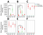 Hemagglutinin binding antibody titers measured by using multiplex influenza antibody detection assay in study of the effect of seasonal influenza vaccines on influenza A(H5N1) clade 2.3.4.4b virus infection in ferrets. n = 6 ferrets per vaccinated group, n = 12 ferrets in the mock vaccinated group. A) Globular head of hemagglutinin H1 from influenza A/Wisconsin/67/2022(H1N1pdm09). B) Globular head of hemagglutinin H3 from A/Massachusetts/18/2022(H3N2). C) Globular head of hemagglutinin H5 from A/Texas/37/2024(H5N1). D) Ectodomain of hemagglutinin H5 from A/Texas/37/2024(H5N1). E) Stalk of hemagglutinin H1 from A/Michigan/45/2015(H1N1pdm09). F) Stalk of hemagglutinin H3 from A/Singapore/INFIMH-16-0019/2016(H3N2). Colored dots indicate individual values, horizontal lines within boxes represent geometric mean titers, box tops and bottoms indicate interquartile ranges, and error bars indicate limits of the distribution. Dotted gray horizontal line indicates limit of detection. IIV3, Fluarix trivalent inactivated influenza vaccine (GlaxoSmithKline Biologicals, https://www.gsk.com); LAIV, FluMist live attenuated influenza vaccine (AstraZeneca, https://www.astrazeneca.com); RIV, Flublok recombinant influenza vaccine (Sanofi, https://www.sanofi.com).