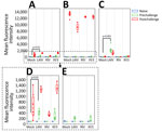 Neuraminidase antibody titers measured by using multiplex influenza antibody detection assay in study of the effect of seasonal influenza vaccines on influenza A(H5N1) clade 2.3.4.4b virus infection in ferrets. n = 6 ferrets per vaccinated group, n = 12 ferrets in the mock vaccinated group. A) Neuraminidase N1 from A/Wisconsin/67/2022(H1N1pdm09). B) Neuraminidase N1 from A/Texas/37/2024(H5N1). C) Neuraminidase N2 from A/Massachusetts/18/2022(H3N2). D) Expanded view of neuraminidase N1 from A/Wisconsin/67/2022(H1N1pdm09) to more clearly show the cross-reactive responses postvaccination. E) Expanded view of neuraminidase N1 from A/Texas/37/2024(H5N1) to more clearly show the cross-reactive responses postvaccination. Colored dots indicate individual values, horizontal lines within boxes represent geometric mean titers, box tops and bottoms indicate interquartile ranges, and error bars indicate limits of the distribution. Dotted gray horizontal line indicates limit of detection. IIV3, Fluarix trivalent inactivated influenza vaccine (GlaxoSmithKline Biologicals, https://www.gsk.com); LAIV, FluMist live attenuated influenza vaccine (AstraZeneca, https://www.astrazeneca.com); RIV, Flublok recombinant influenza vaccine (Sanofi, https://www.sanofi.com).