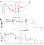 Body weight and influenza A(H5N1) clade 2.3.4.4b viral titers from nasal wash and tissue samples collected during study of the effect of seasonal influenza vaccines on clade 2.3.4.4b H5N1 virus infection in ferrets. n = 6 ferrets per vaccinated group, n = 12 ferrets in the mock vaccinated group. A) Body weights were monitored for 14 days postinfection and scaled to each ferret’s weight on day 0. We assessed p values relative to the mock-infected group by using a linear mixed model with repeated measures in R with lmerTest version 3.1.3 (The R Project for Statistical Computing, https://www.r-project.org); p values are indicated in colors matching the relevant body weight traces. Lines are plotted as means ± SDs. B) We collected nasal washes with phosphate buffered saline and measured the amount of virus by standard plaque formation assays. We assessed p values by using a linear mixed model with repeated measures in R with lmerTest version 3.1.3. C) Three days after infection, we euthanized 3 ferrets per immunized group and 6 ferrets in the mock control group. We measured the amount of virus present in each tissue sample by standard plaque formation assay and assessed p values relative to the mock-infected group. In panels B and C, colored dots indicate individual values, horizontal lines within boxes represent geometric mean titers, box tops and bottoms indicate interquartile ranges, and error bars indicate limits of the distribution. Dotted gray horizontal line indicates limit of detection. IIV3, Fluarix trivalent inactivated influenza vaccine (GlaxoSmithKline Biologicals, https://www.gsk.com); LAIV, FluMist live attenuated influenza vaccine (AstraZeneca, https://www.astrazeneca.com); RIV, Flublok recombinant influenza vaccine (Sanofi, https://www.sanofi.com).