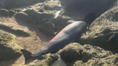 Sarah A dead pygmy sperm whale between rocks on a sandy beach. It is dark grey and about four meters long.