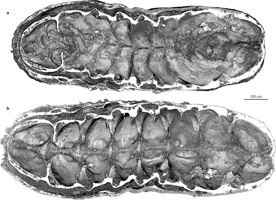 The fossil not only provides a rare glimpse into the Cambrian Explosion but also shows how key brain structures, such as the protocerebrum, evolved into features that helped arthropods thrive across nearly every environment on Earth. Organ systems of a Cambrian euarthropod larva