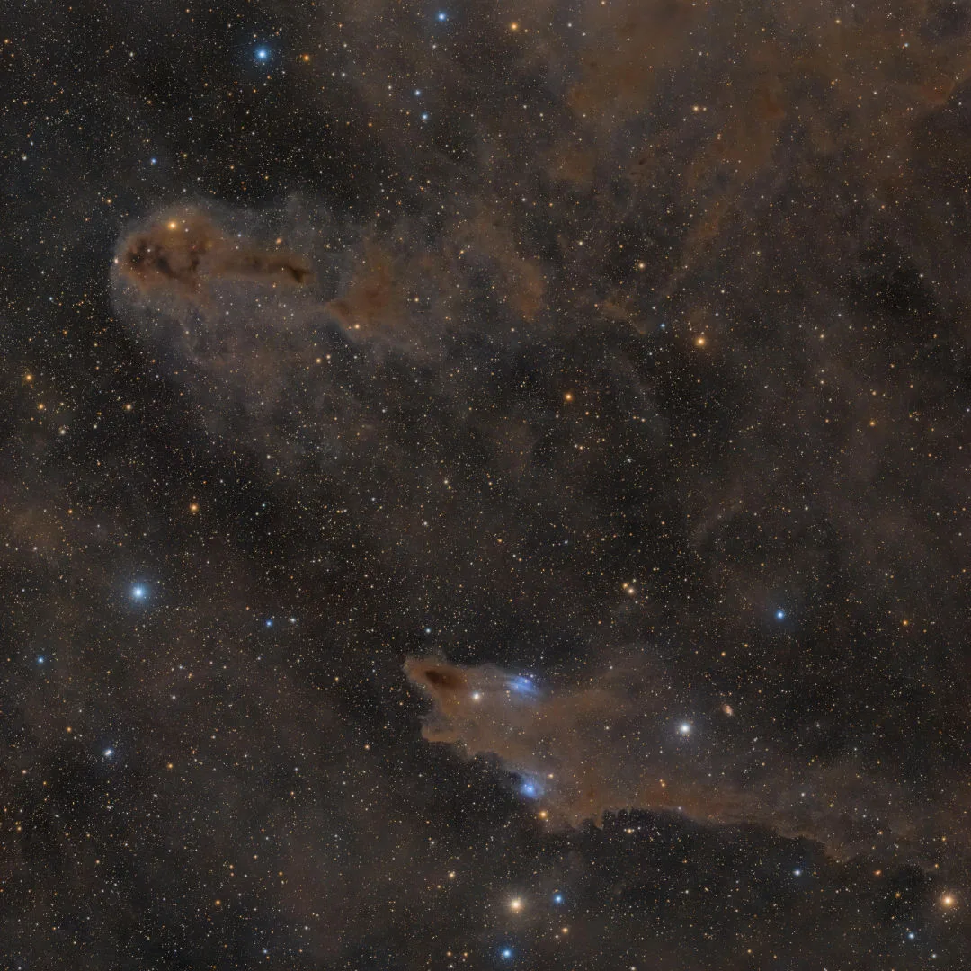 The Shark and the Rotten Fish Nebulae in an Ocean of Dust © Daniele Borsari (Italy). Highly commended, ZWO Young Astronomy Photographer of the Year. Equipment: Player One Astronomy Ares-M Pro and ZWO ASI533MC Pro cameras, Sky-Watcher HEQ5 Pro mount Samyang 135mm F2.0 lens, 135 mm f/2.8. Location: Leffe, Bergamo, Italy, 28 and 29 August, 1, 2, 9 September, 10, 29–31 October, 1–3 November 2024