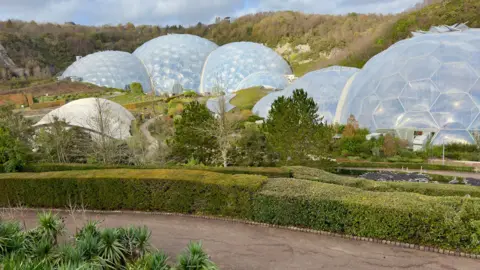 BBC The Eden Project. Biomes are built within a former quarry whose sides are covered with trees. There are palm trees in the foreground next to a path with a neatly trimmed hedge running along it. Near the biomes are trees and varied planting.