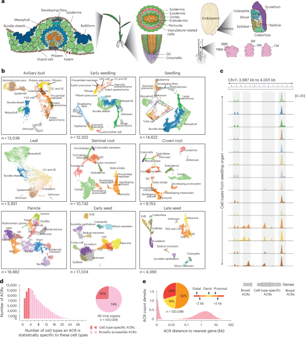 A single-cell rice atlas integrates multi-species data to reveal cis-regulatory evolution