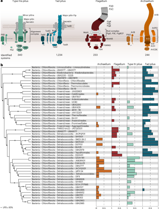 Structure of a functional archaellum in Bacteria of the Chloroflexota phylum