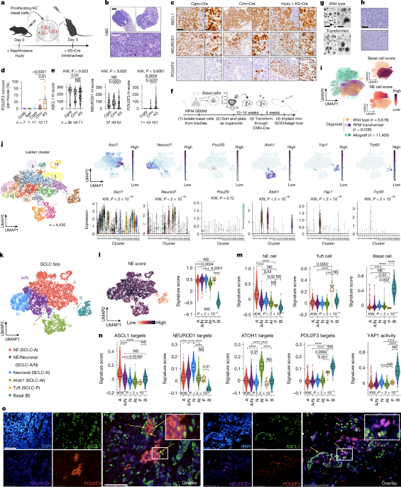Basal cell of origin resolves neuroendocrine–tuft lineage plasticity in cancer