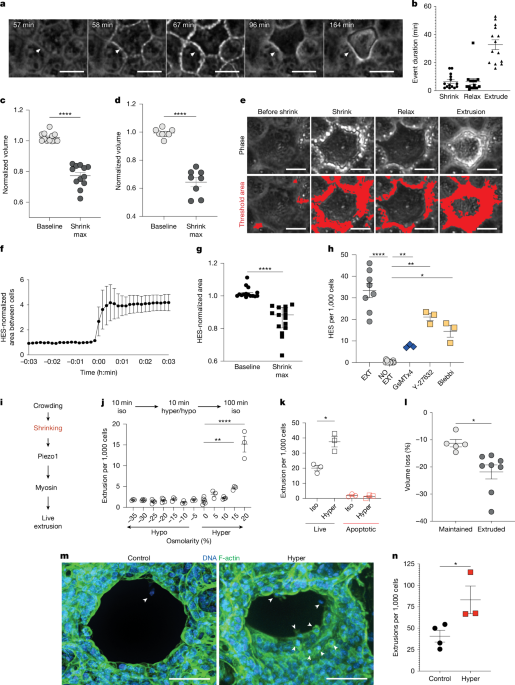 Energy deficiency selects crowded live epithelial cells for extrusion