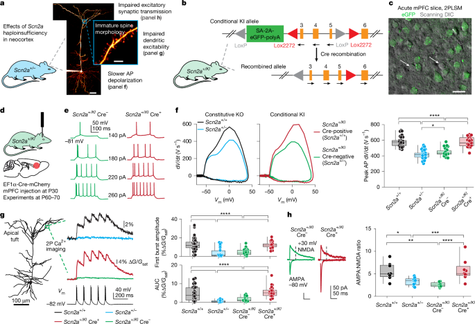 CRISPR activation for SCN2A-related neurodevelopmental disorders