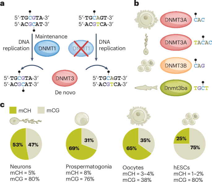 Non-CG DNA methylation in animal genomes