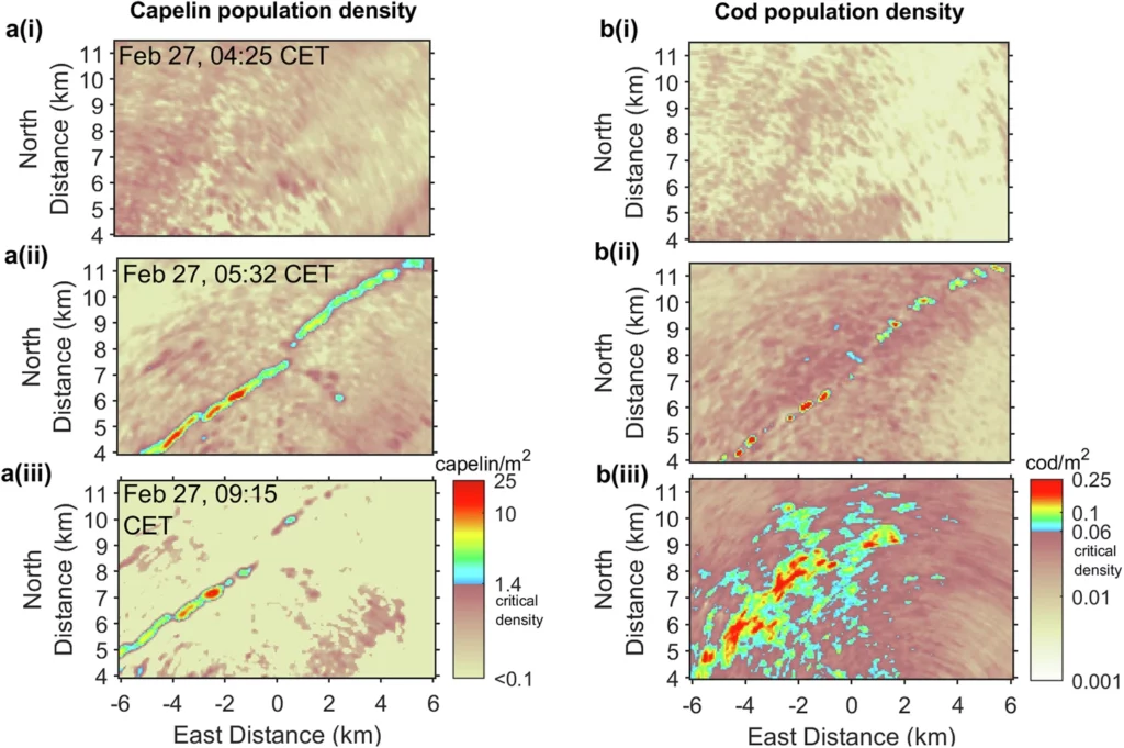 Graphs of Capelin and cod population densities before and during the predation event