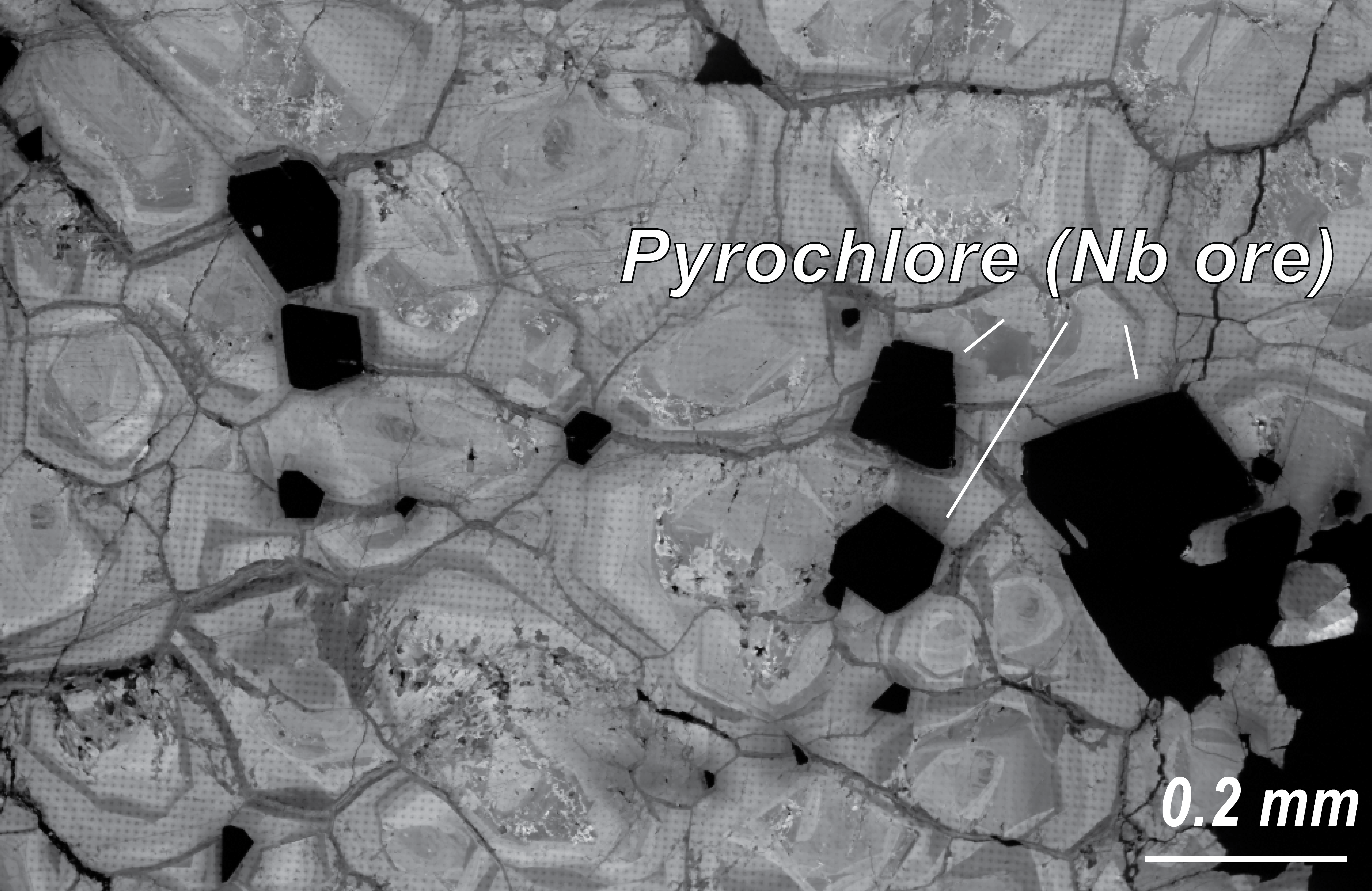 Close-up view of pyrochlore crystals (black), the main mineral host of niobium, surrounded by apatite (pale gray).
