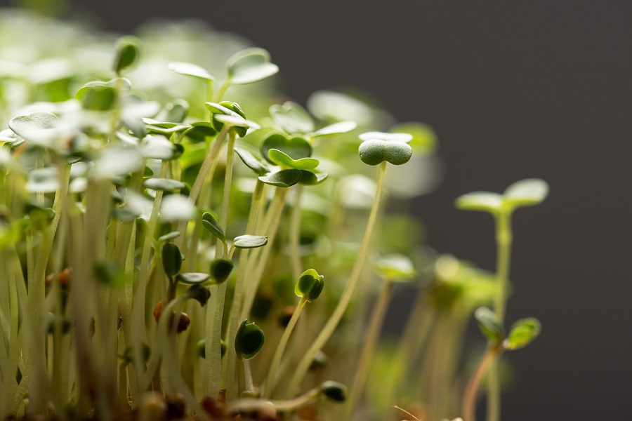 Microgreens