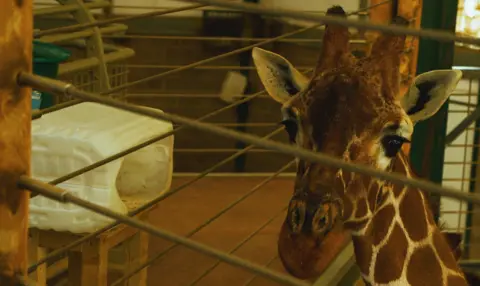 ZSEA A giraffe's face looks at the camera from behind thin horizontal wire railings. To the left of the image is a white rectangular plastic container, with one end cut away and level with a gap in the railings   