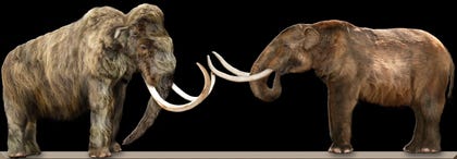 left mammoth right mastodon